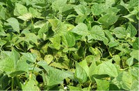 Figure 39. Rust hot spot 
