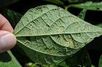 Figure 40. Rust under side of leaf
