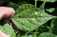 Figure 41. Rust upper side of leaf
