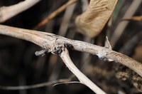 Figure 42. Sclerotia (sclerotinia) on bean stem
