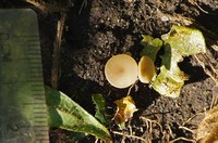 Figure 44. Sclerotinia Apothecia