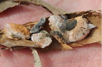 Figure 43. Sclerotia (sclerotinia) in pod