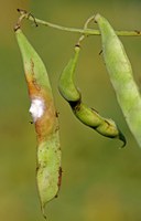 Figure 47. Sclerotinia on pod
