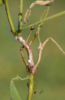 Figure 48. Sclerotinia on stem