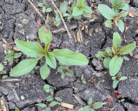 Figure 26. Waterhemp