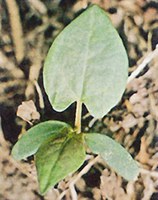 Figure 29. Wild buckwheat 