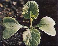 Figure 30. Wild mustard