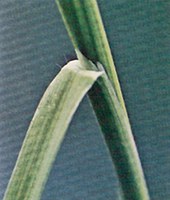 Figure 31. Wild oat 