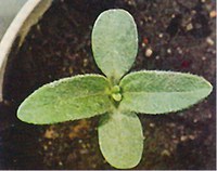 Figure 32. Wild sunflower 