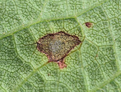 FIGURE 3 – Upper and underside of lesion with fuzzy gray mold.