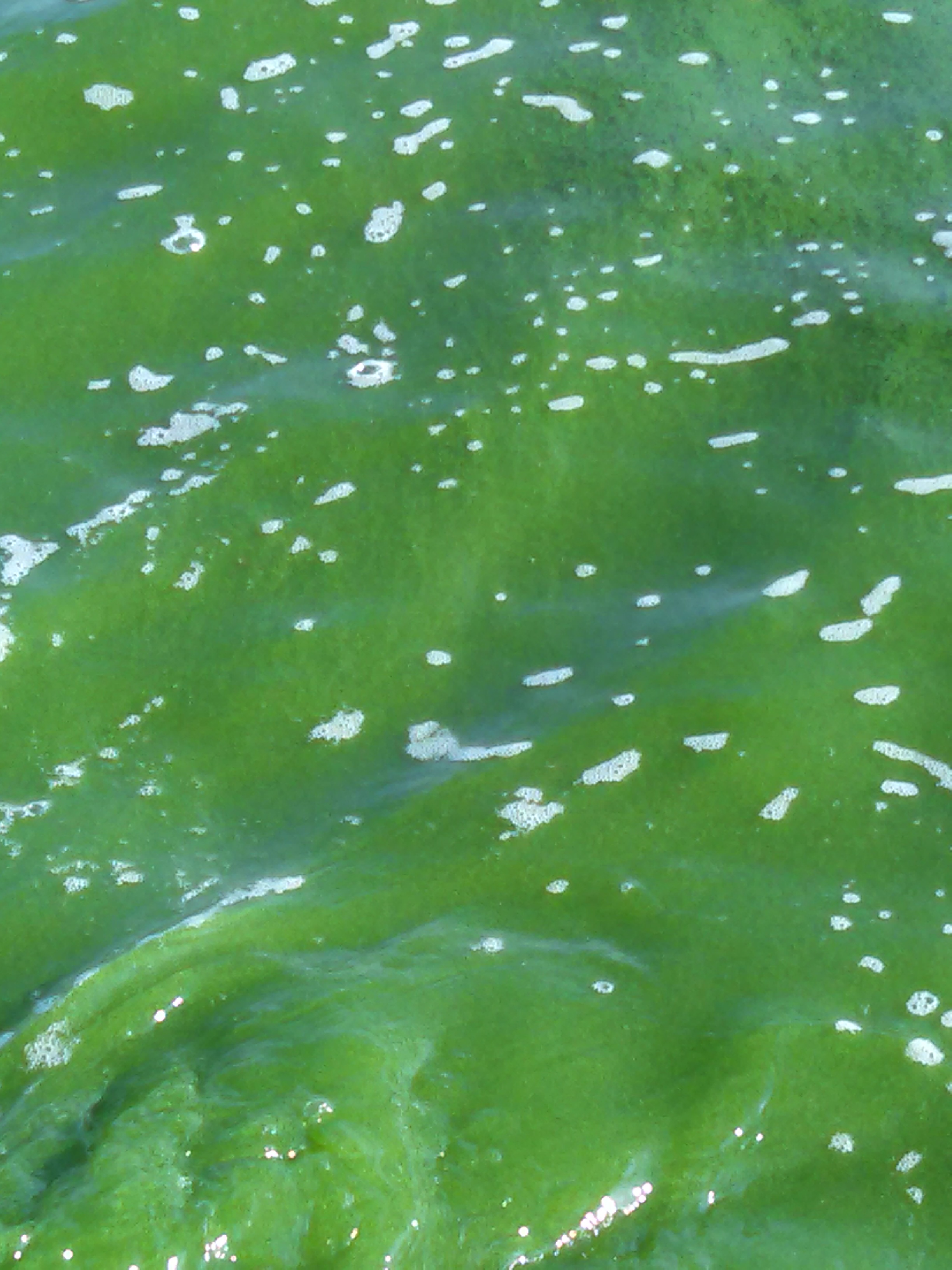 spilled green paint