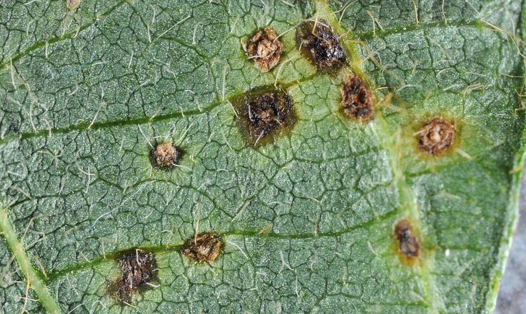 FIGURE 3 – Pustules (approximately 5 to 10X)