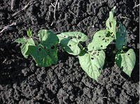 Figure 56. Bean leaf beetle defoliation 