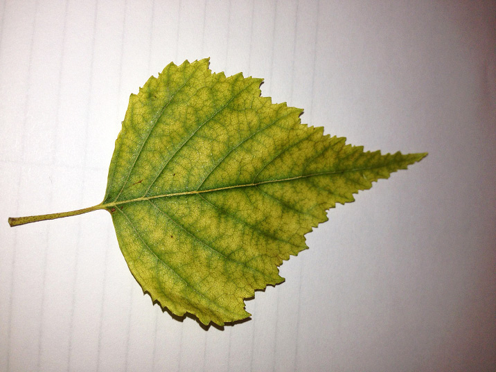 Figure 1. River birch (Betula nigra) leaf showing iron chlorosis with bright green veins and yellow surface. Nitrogen deficiency would cause the entire leaf to yellow.