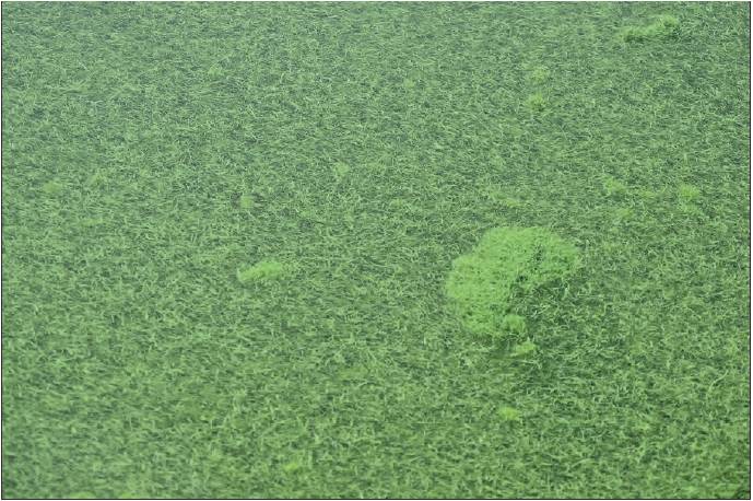 grass clippings