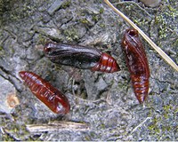 Figure 65. Green cloverworm pupae