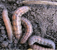 Figure 60. Redbacked cutworm larvae 