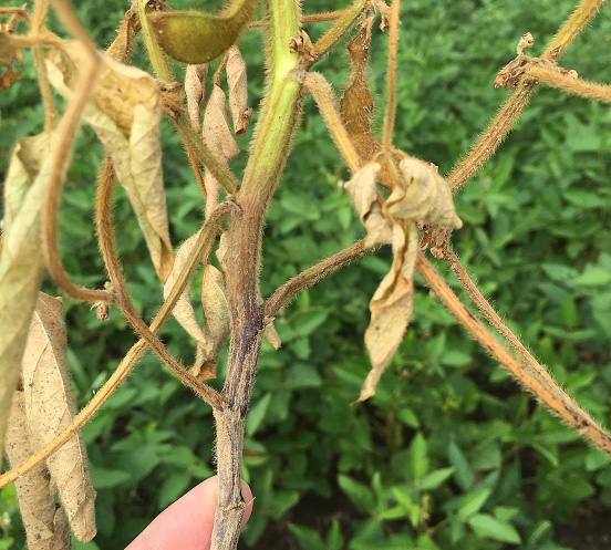 FIGURE 1 – Close-up of lower stem lesion
