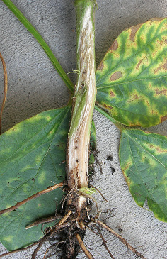 FIGURE 1 –  Internal stem browning
