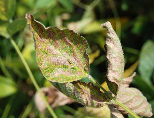 FIGURE 3 – Brown and yellow discoloration between veins