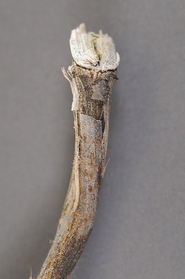 FIGURE 4 – External gray lesion peeling away, revealing profuse "charcoal" sclerotia