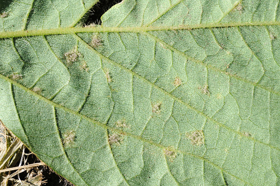 Downy Mildew