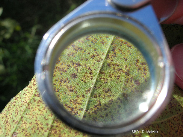 FIGURE 3 – Magnified pustules