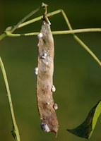 Figure 49. Sclerotinia whole pod infected