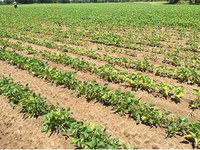 Figure 50. SCN dry bean field