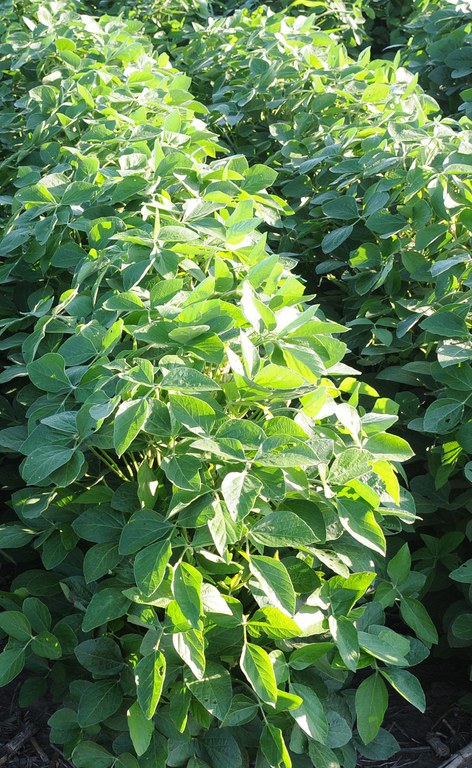 Row of Soybeans