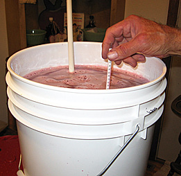 Taking a specific gravity reading using a hydrometer.