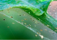 Figure 79. Webbing from two-spotted spider mites