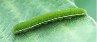 Figure 66. Velvetbean caterpillar