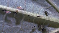 Figure 52. Winged bean aphids