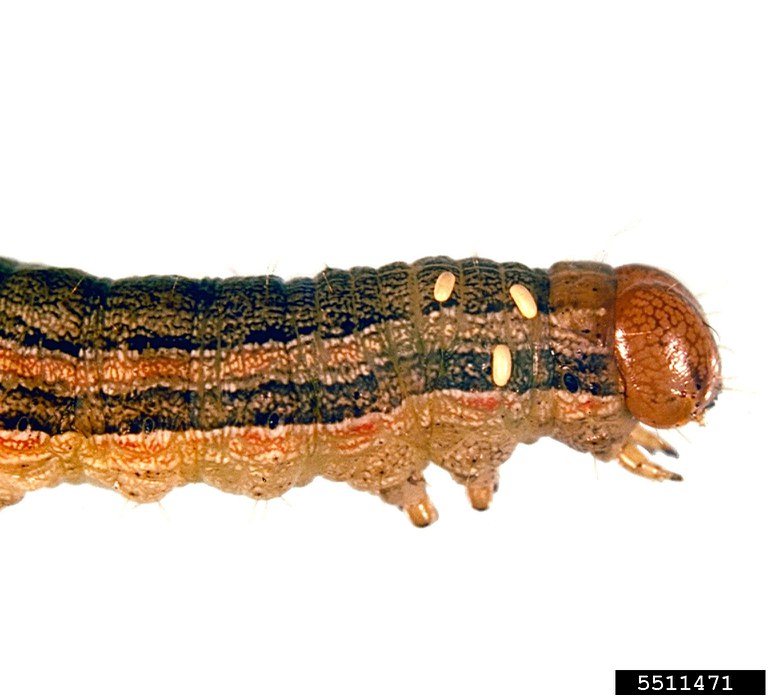 Figure 10. Parasitic Tachinid fly eggs behind head of armyworm larva. 