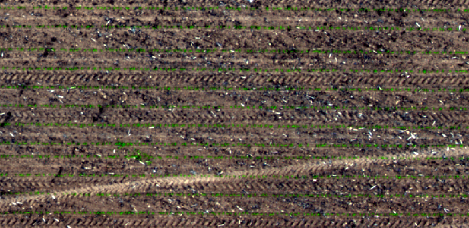 True color composite showing corn emergence. Red, green, and blue are assigned to respective color guns. Weeds near center-left complicate plant identification.