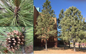 Ponderosa Pine (Pinus ponderosa)