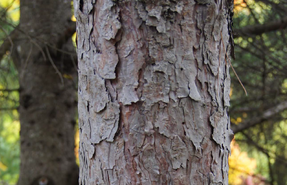 Red Pine (Pinus resinosa)
