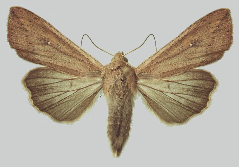 Figure 1. Armyworm moth.