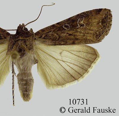 Figure 7c. Different color forms of the army cutworm moth.