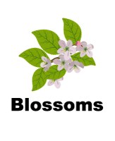 Blossoms