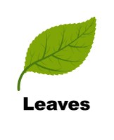 Leaves