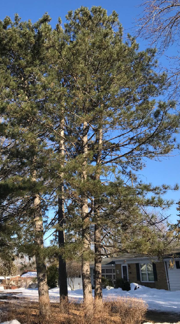 Red Pine (Pinus resinosa)