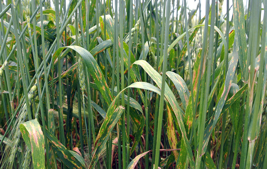 Figure 10. When fungal leaf spot diseases are not managed, significant damage can occur on the flag leaves.
