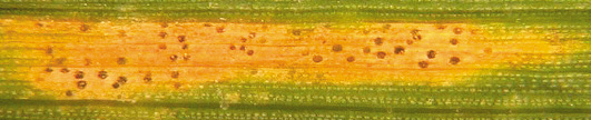 Figure 9a. Fruiting structures of the STB pathogen. 