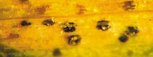 Figure 9b. Fruiting structures of the STB pathogen. 
