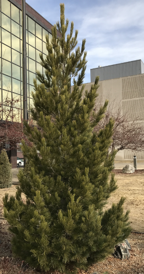 Swiss Stone Pine (Pinus cembra)