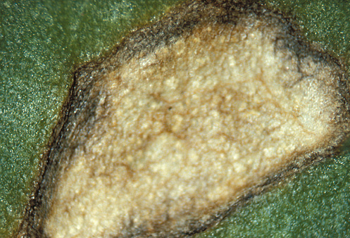 No stromata (black dots) form in bacterial leaf spots. Soil particles may lodge on lesions, so gently brush to remove loose debris.