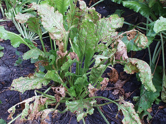 Leaf spots coalesce, killing large areas of tissue. Severely diseased leaves wither and die but stay attached to the crown.