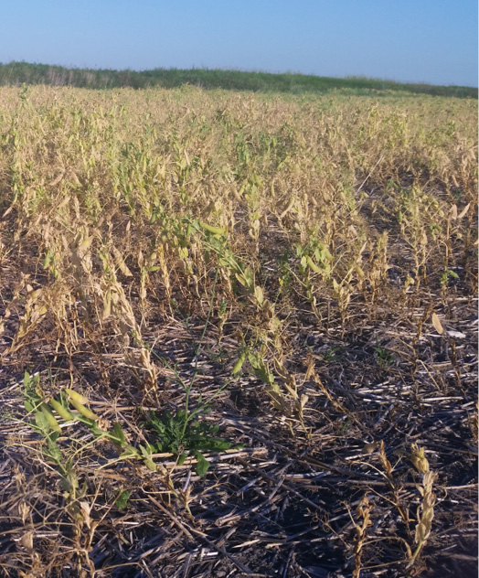 Figure 8. Images from the same field: top half had one less year of peas, bottom half shows severe root rot from seeding in a very wet spring.